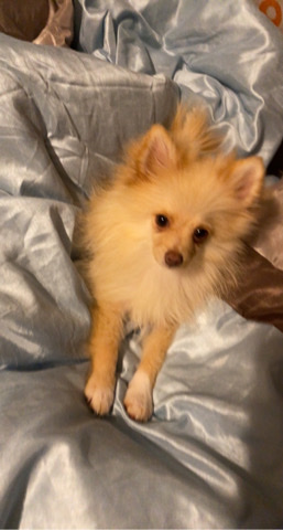 Pomeranian pup