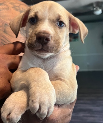Siberian Husky – Husky Puppies