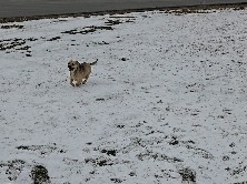 Rat Terrier – Draco – Sanford