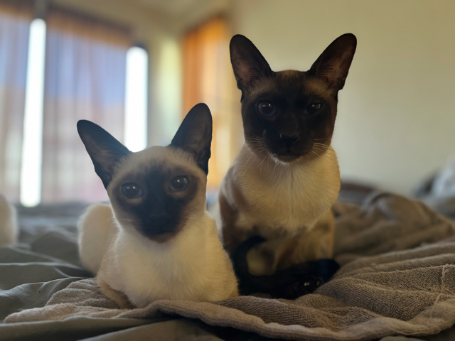 Siamese – Oriental & Siamese Kittens
