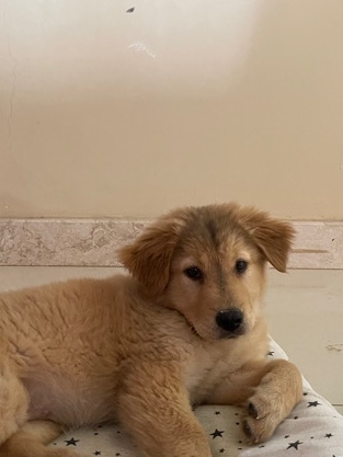 Golden Retriever – Golden Retriever