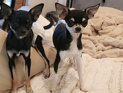 Chihuahua - Female black and tan tea cup chihuahua  available for adoption in Charlton