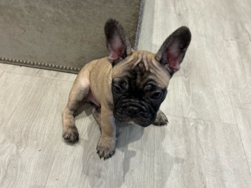 French Bulldog – French bulldog – Miami Beach