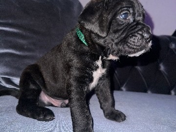 Perro de Presa Canario – 5 welpen presa canario