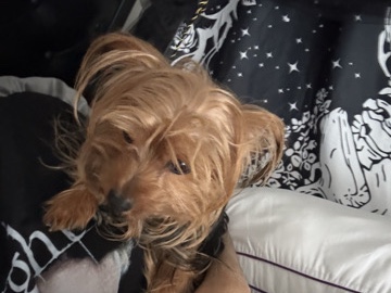 Yorkshire Terrier – Please Take In Prince The Yorkie – Macon