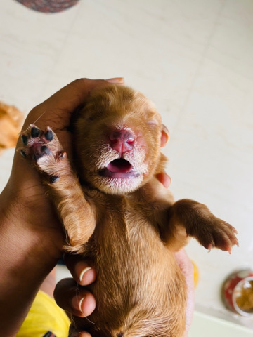 English Cocker Spaniel – Cocker spaniel
