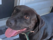 Labrador Retriever – Chocolate Labrador Retriever – Montgomery