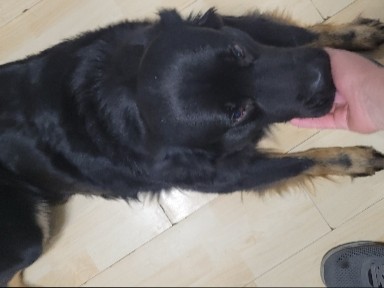 German Shepherd – Loyal 4-Year-Old German Shepherd Available in Cathlamet – Cathlamet