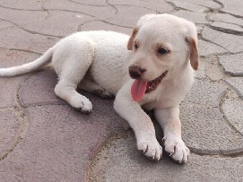 Labrador Retriever – sell of labrador puppy – Lucknow