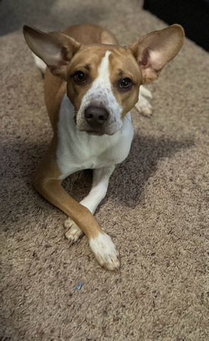 American Pit Bull Terrier – Rehome prince