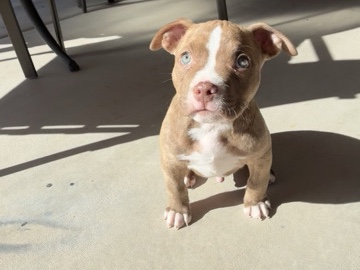 American Pit Bull Terrier – 🐾male pocket bully pup🐾 – Rio Rancho