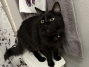 Duchess for Rehome – Allen