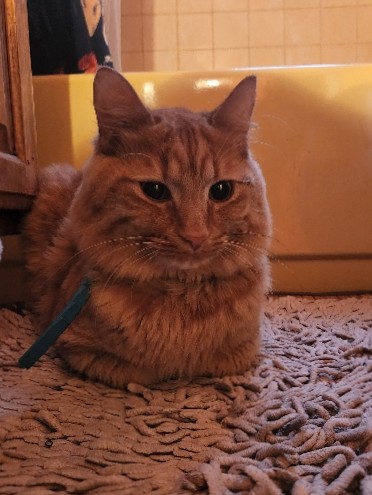 Maine Coon – Healthy and friendly Maine **** - URGENT SALE