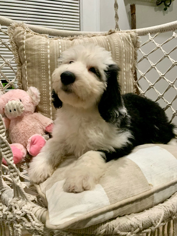 Old English Sheepdog – English Cream Golden Retrievers