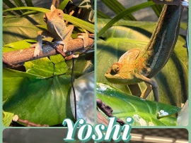 Chameleon – Male Veiled Chameleon – Harrison