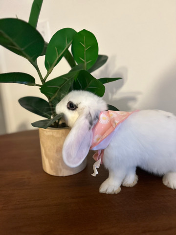 Holland Lop – Rabbit for sale