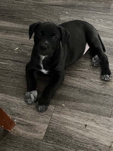 Belgian shepherd-pitbull puppies