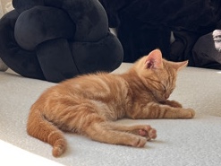 Beautiful Short haired Orange Cat – Duluth