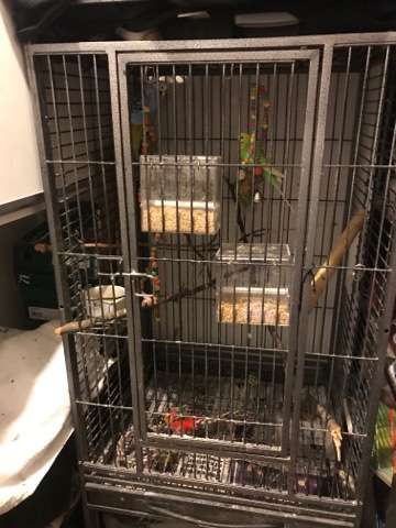 Budgerigar – 6 budgies including cages and accessories