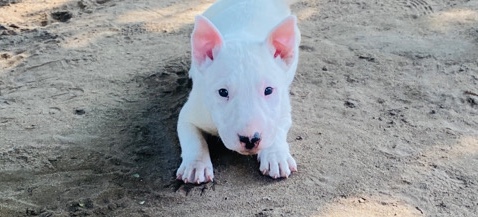 Bull Terrier – bull terrier puppies Fresno ca ***