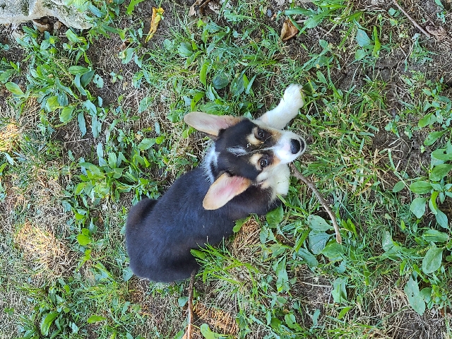 Pembroke Welsh Corgi – Pembroke Welsh Corgi 2 1/2 month old purebred