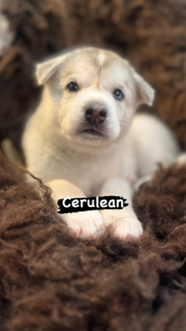 Siberian Husky – Siberian husky mix