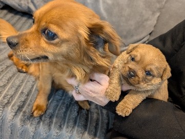 Mixed Breed – Chihuahua cross shih Tzu – West Midlands