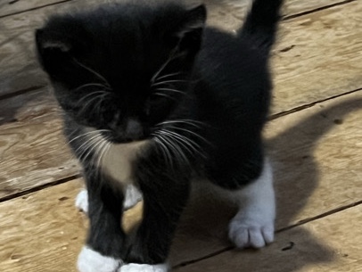 Siamese – Siamese kittens – Kidderminster