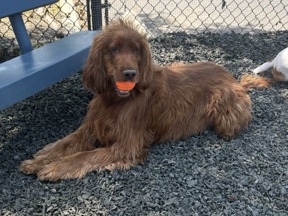 Irish Setter – Rehoming my Irish Setter – San Diego