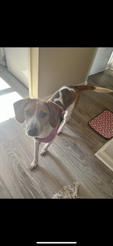 Beagle/Hound mix 