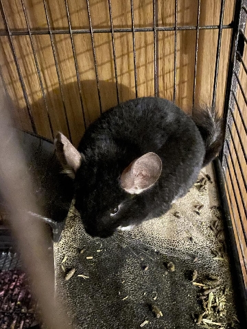Any – Chinchillas