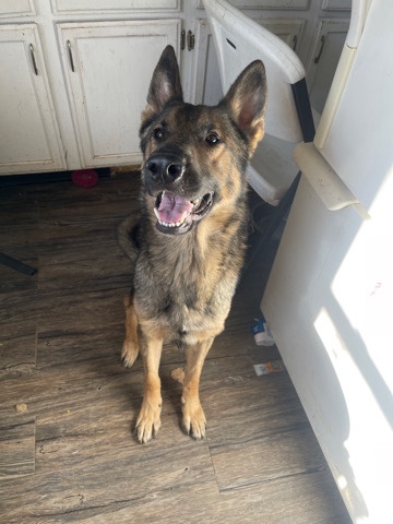 German Shepherd – German shep