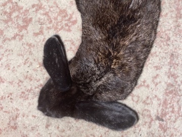 Rehoming this little one 