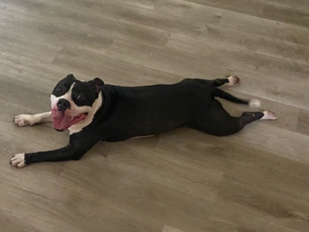 American Pit Bull Terrier – Princess the loving Pitbull – Stockbridge