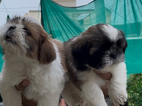 Shih Tzu - Shih-tzu  available for adoption in Amravati