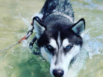 Siberian Husky – Koda Bleu – Chesterfield