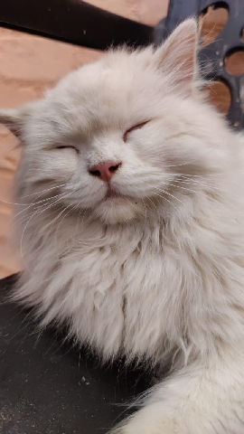 Persian (Modern) – Good femail cat