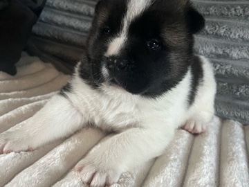  American Akita puppies