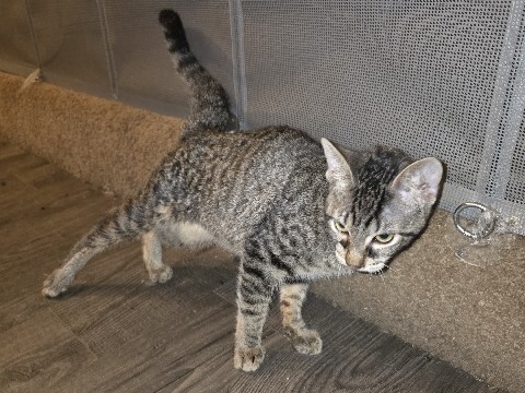 American Shorthair – Disabled kitten – Houston