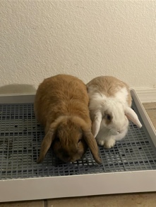 Holland Lop – Holland Lops