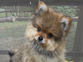 Pomeranian – Small Pomeranian Puppy