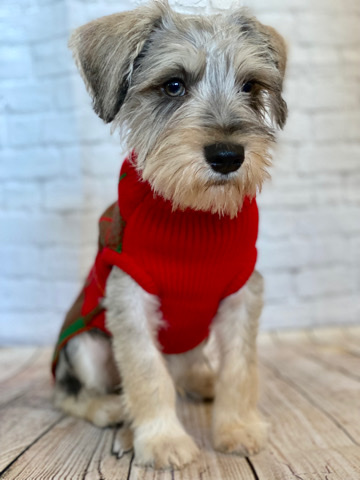 Miniature Schnauzer – Miniature Schnauzer for Sale