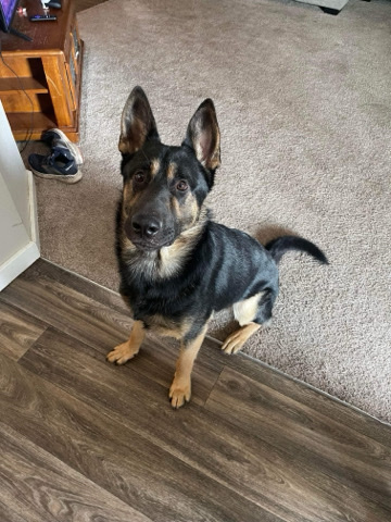 German Shepherd – german Shepherd