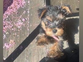 Yorkshire Terrier – yorkie – Reading