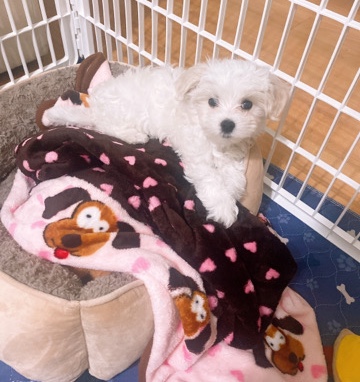 Maltese – Adorable Purebred Maltese Puppy for Sale