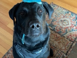 Labrador Retriever – Franklin – Palos Heights