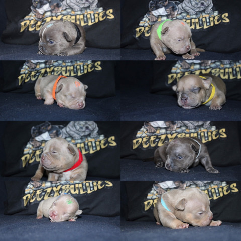 American Bulldog – American Bully Puppies