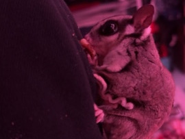 Sugar Glider – Sugar gliders – Lorain
