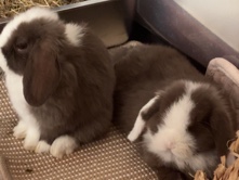 Mini Lop – Rabbit – Ipswich