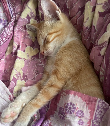 Arabian Mau – Looking for a loving family that will love him